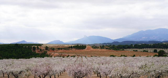 Excursión: Almendros en flor y rutas históricas: 24,25,26  y 27 de marzo.